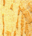 gel01_r2_c6 gel01_r2_c6