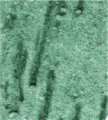 gel01_r6_c2 gel01_r6_c2