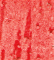 gel01_r8_c4 gel01_r8_c4