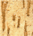 gel01_r8_c6 gel01_r8_c6