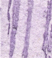 gel02_r2_c2 gel02_r2_c2