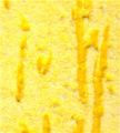 gel02_r2_c6 gel02_r2_c6