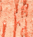 gel02_r4_c6 gel02_r4_c6