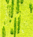 gel02_r8_c2 gel02_r8_c2