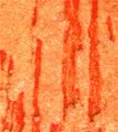 gel02_r8_c6 gel02_r8_c6